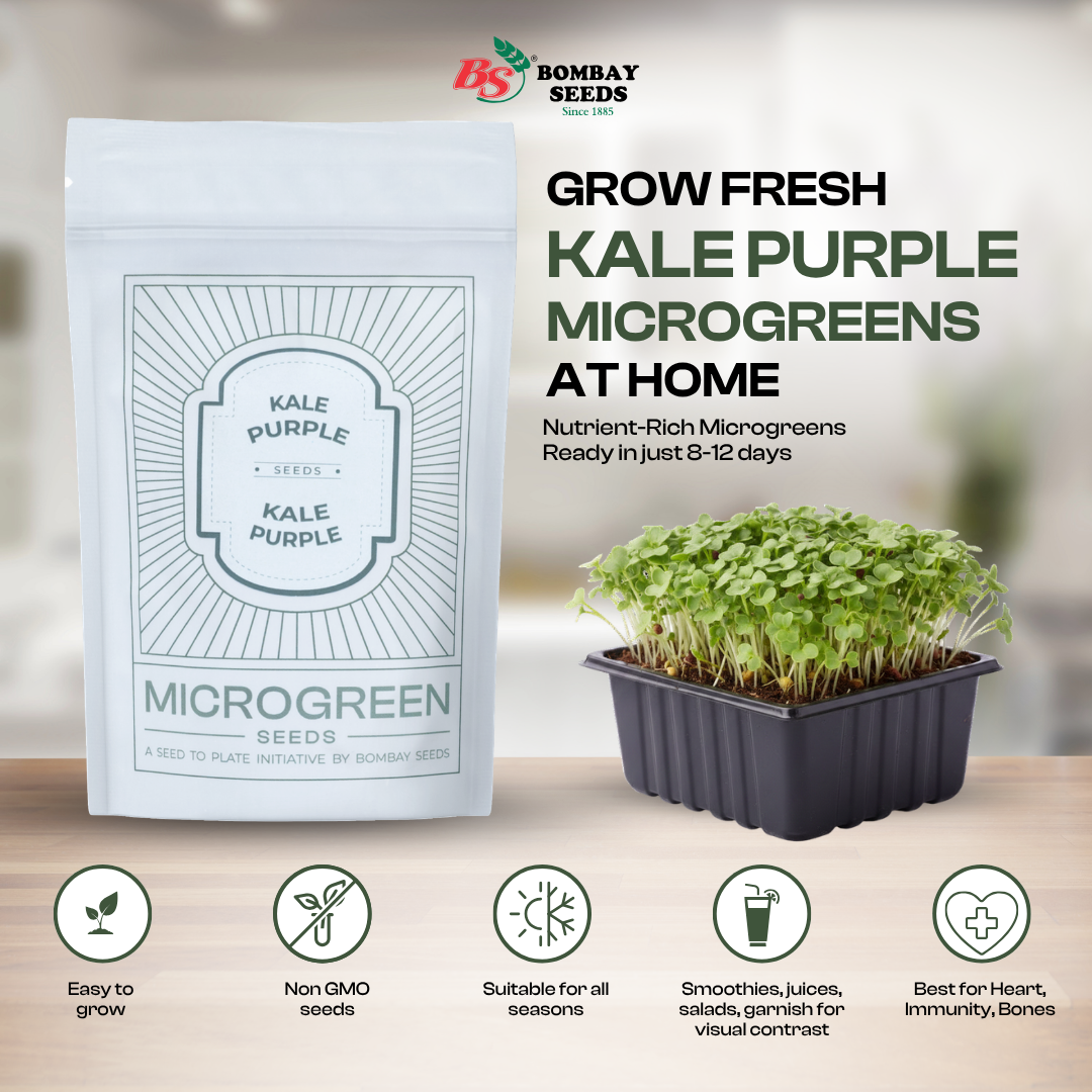 Kale Purple Microgreen Seeds (50g)