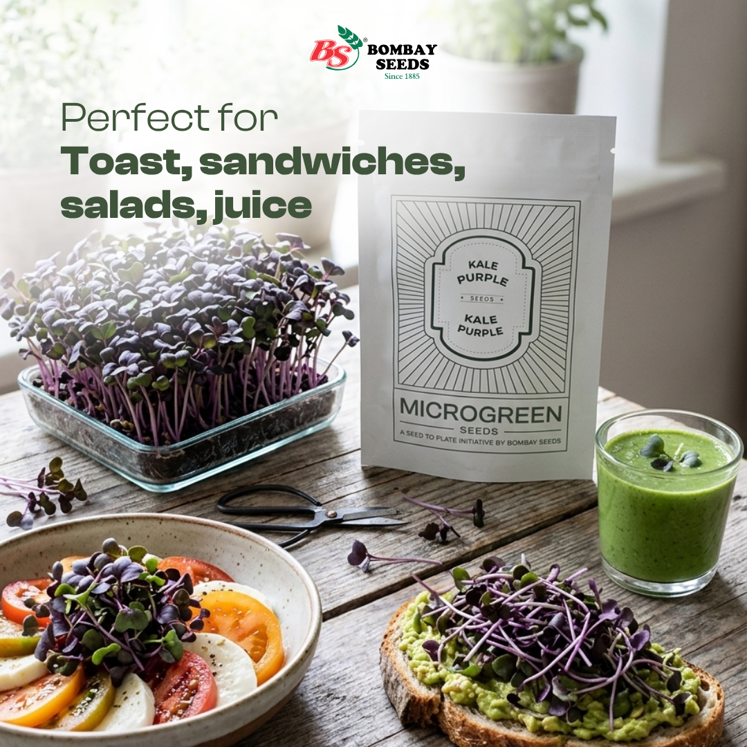 Kale Purple Microgreen Seeds (50g)