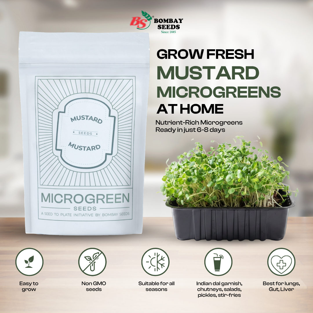 Mustard Microgreen Seeds (50g)