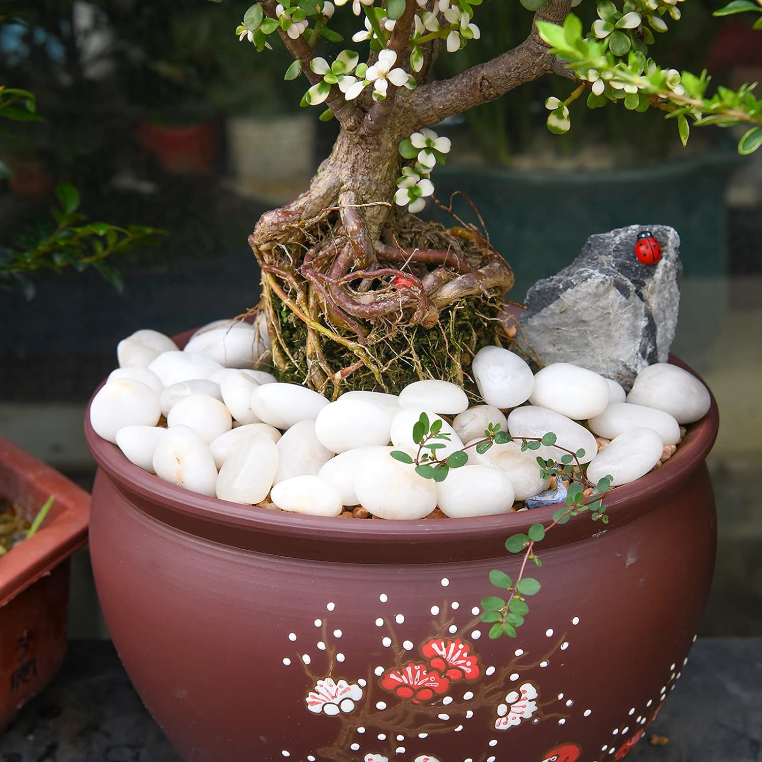 Natural White Stones (Medium - 1kg)