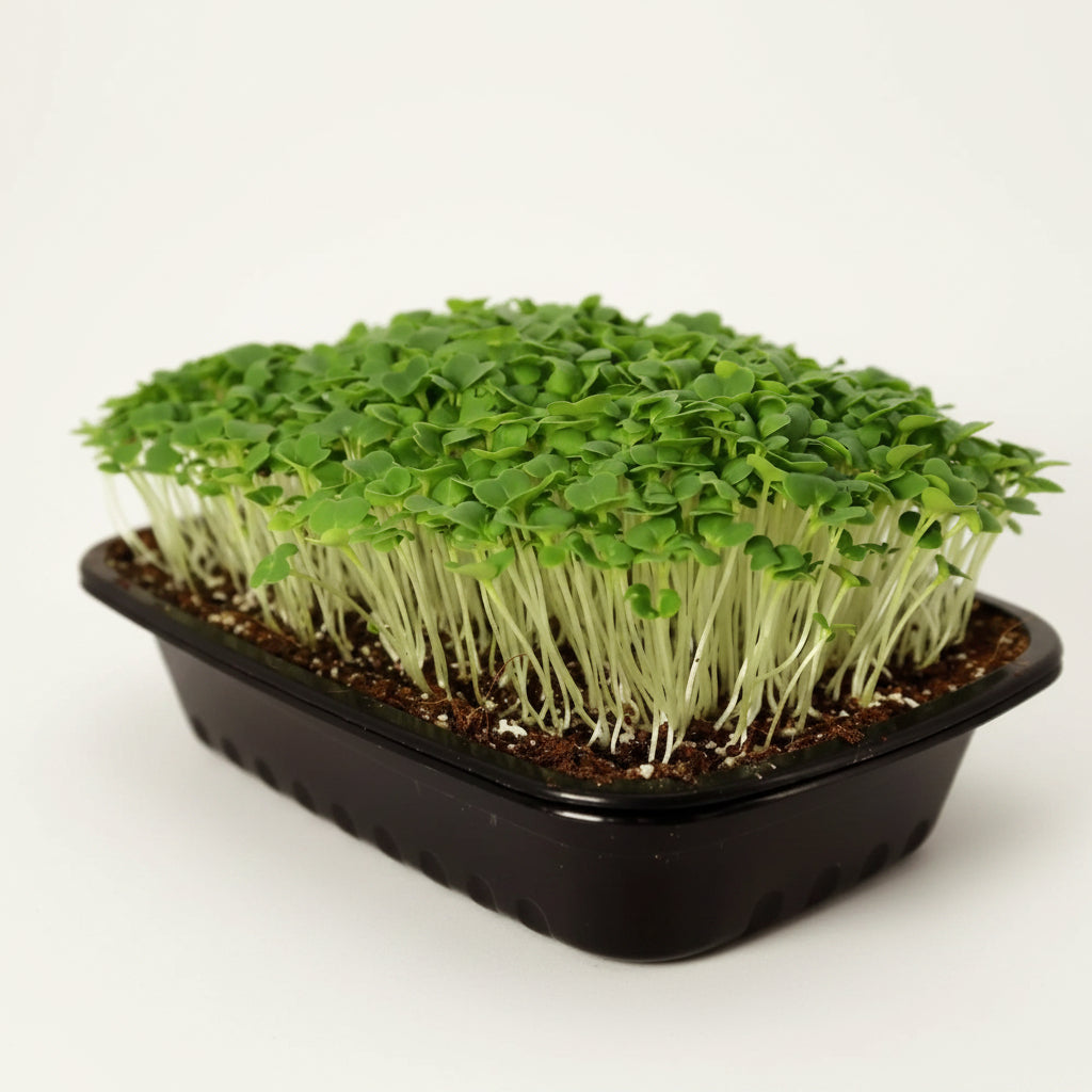Pak Choi Microgreen Seeds (50g)