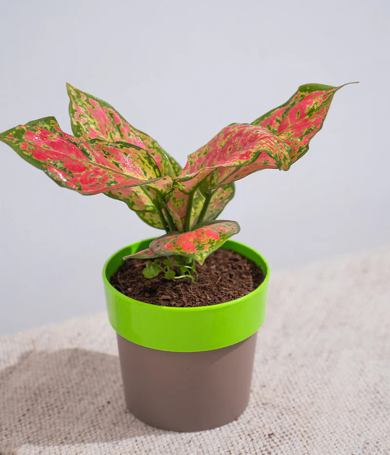 Arty Round Planter