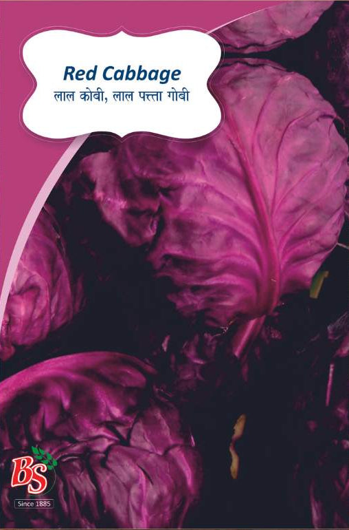 Red Cabbage Seeds -Bombay Seeds