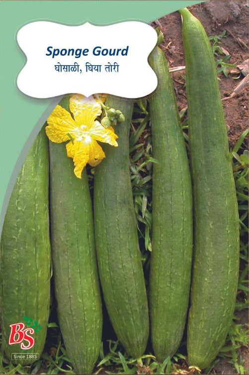 sponge gourd seeds
