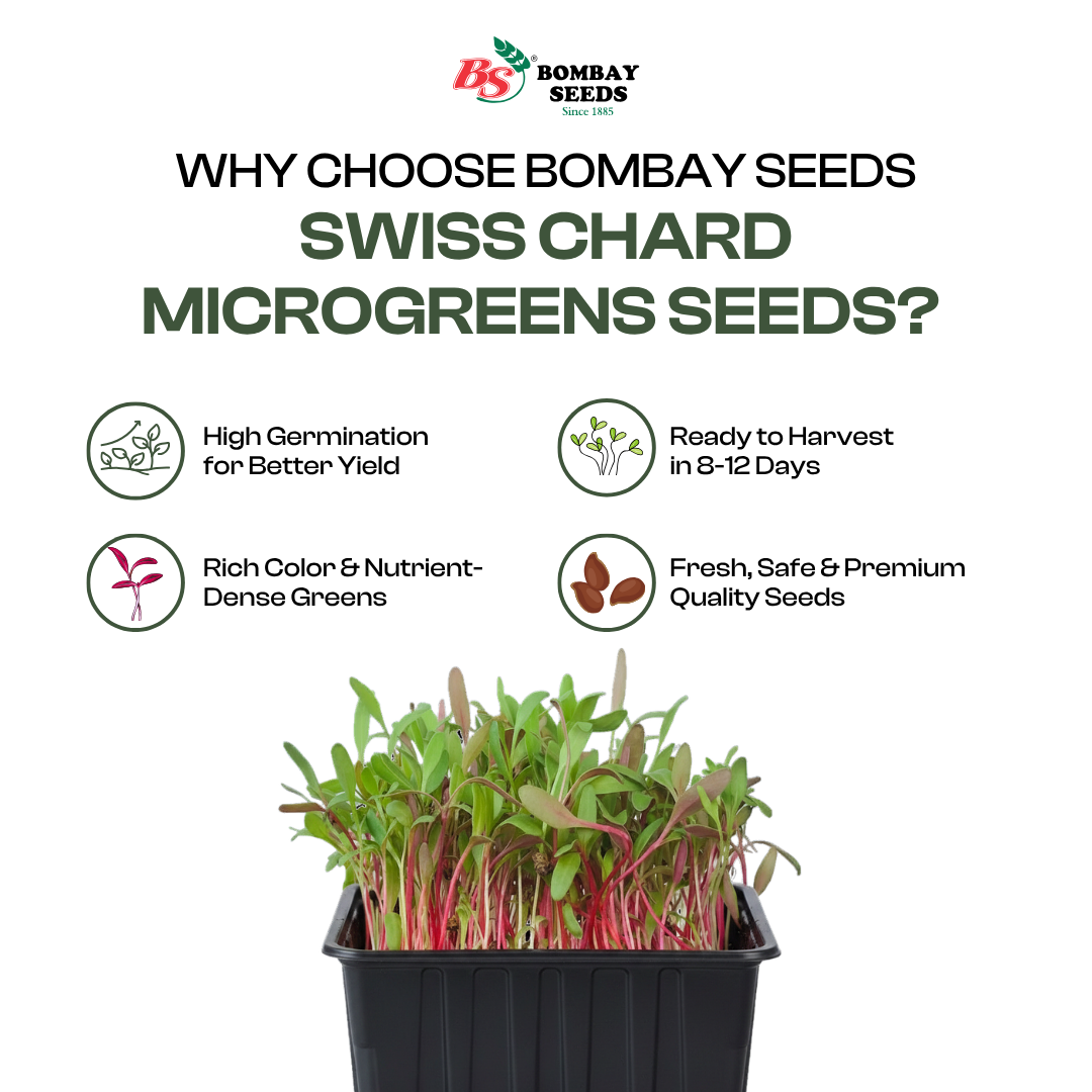 Swiss Chard Microgreen Seeds (50g)