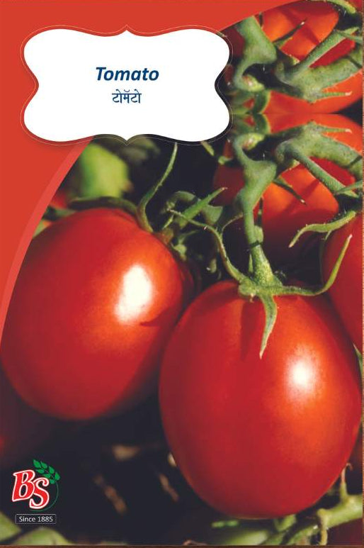 tomato seeds