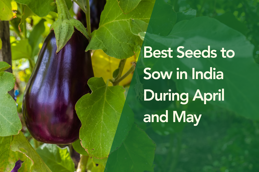 Best Vegetable Seeds to Sow in India During April and May – Bombay Seeds