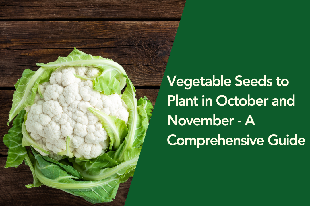 A Comprehensive Guide to Plant in October and November – Bombay Seeds