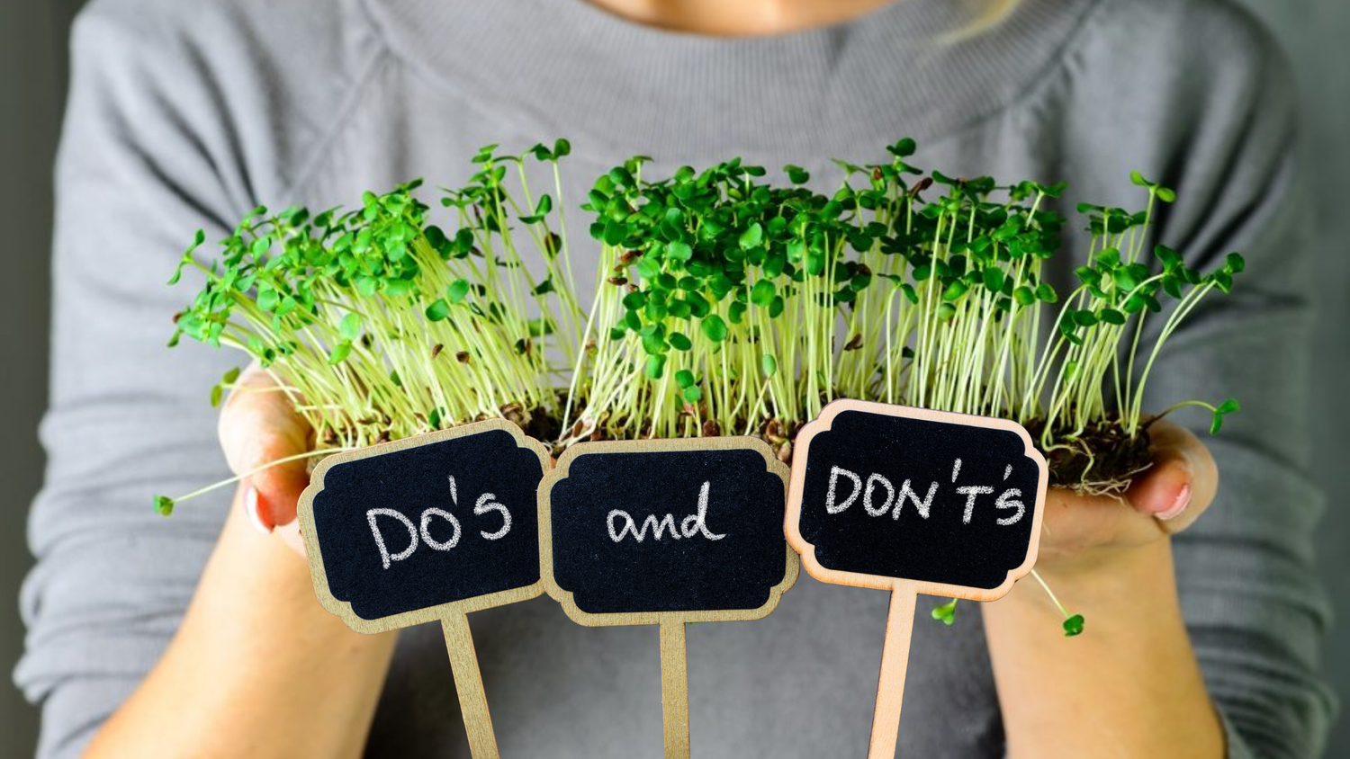 The Do’s and Don’ts of Growing Microgreens: A Pro-Guide for a Healthy Harvest