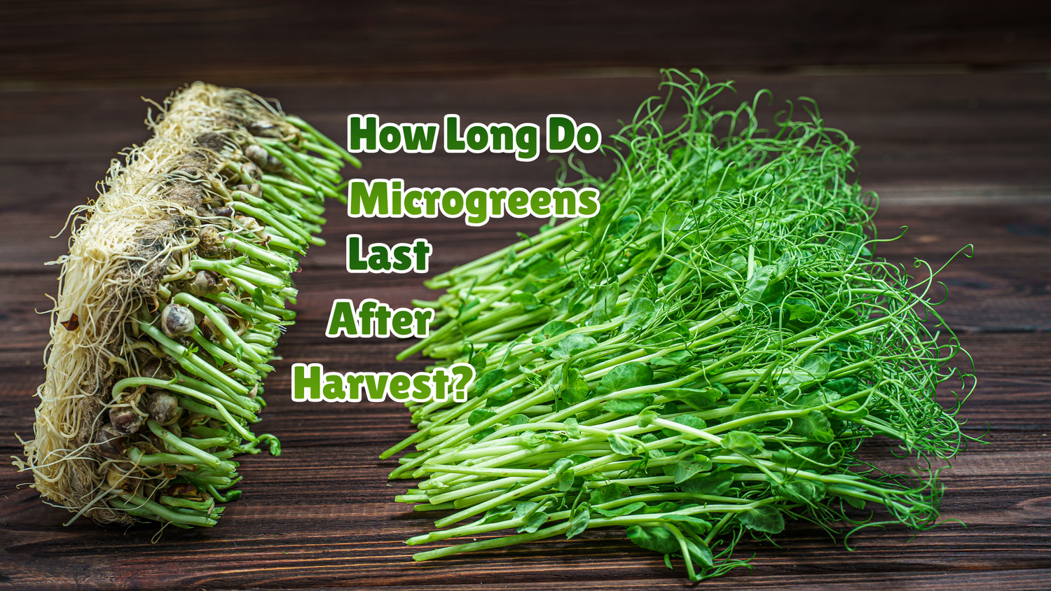 How Long Do Microgreens Last After Harvest?
