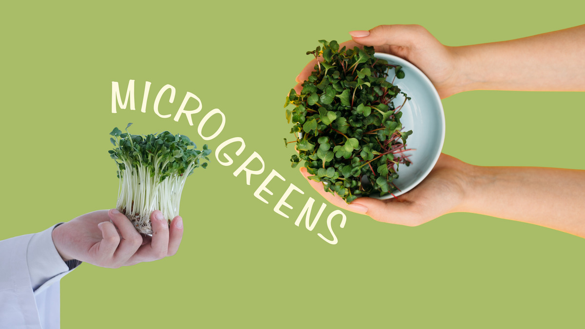 How to Grow microgreens