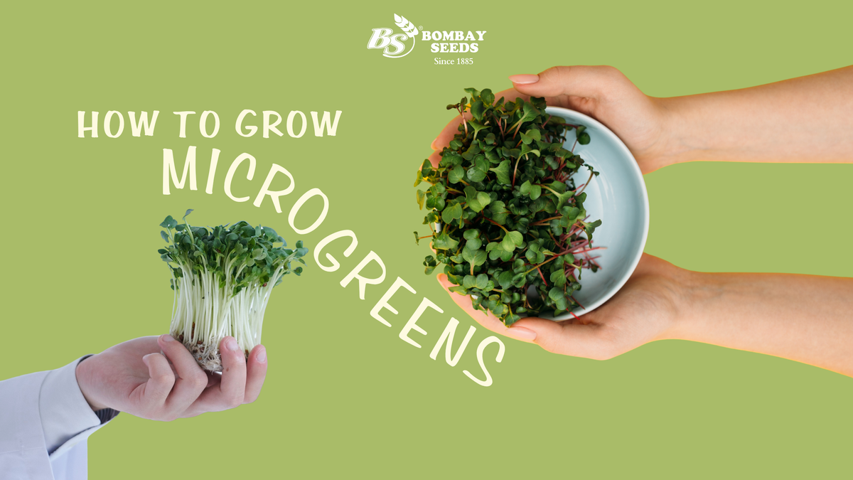 How to Grow Microgreen at Home – Fresh Nutrition in Just 10 Days