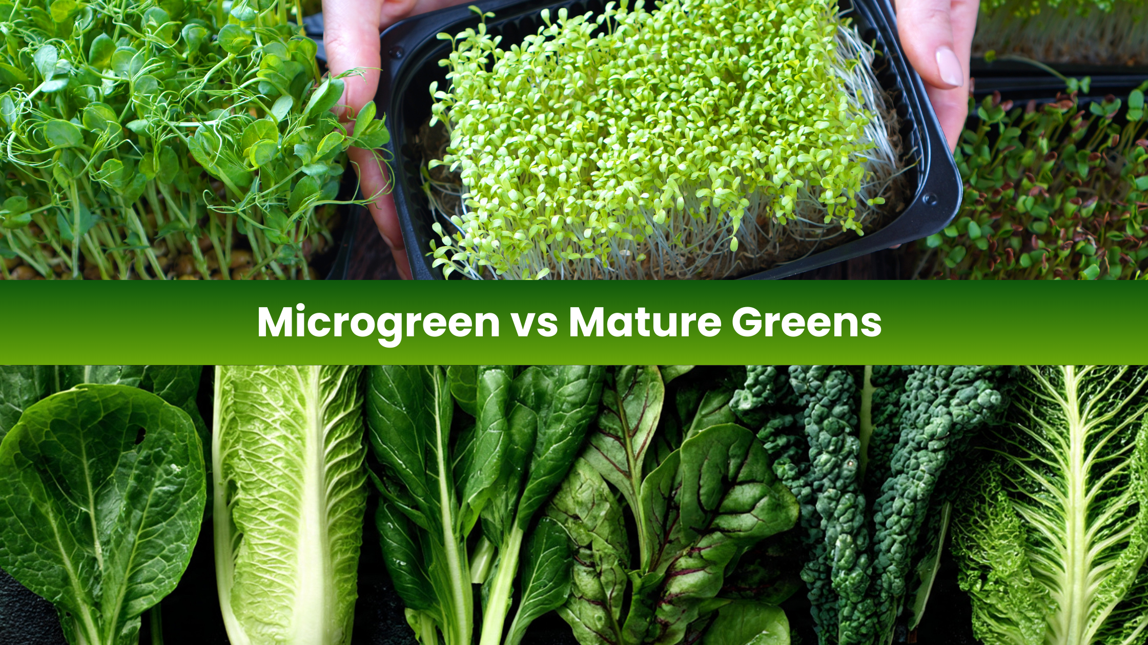 Microgreens vs. Mature Greens: What’s the Real Difference?