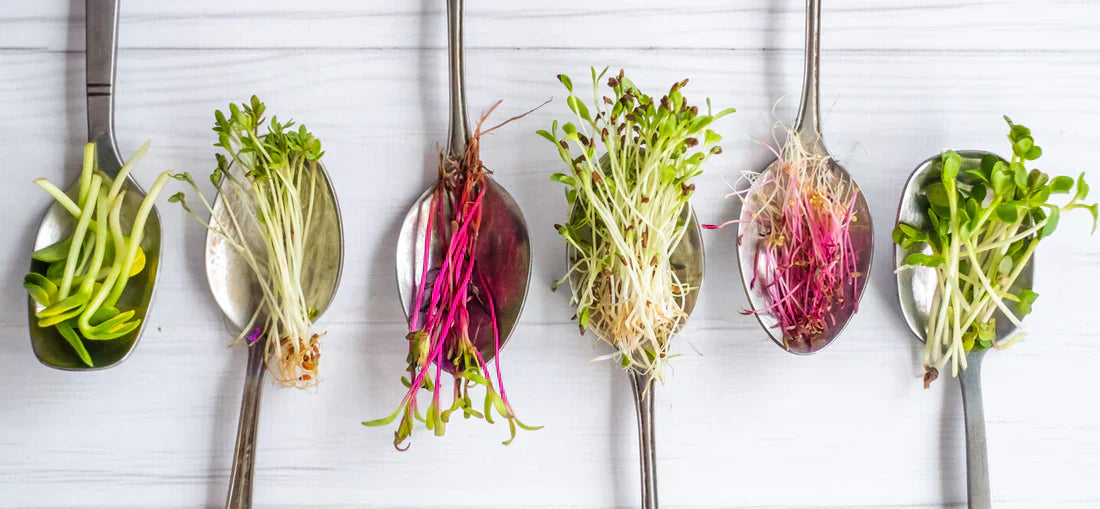 The Nutritional Powerhouse: Why Microgreens are the Ultimate Superfood