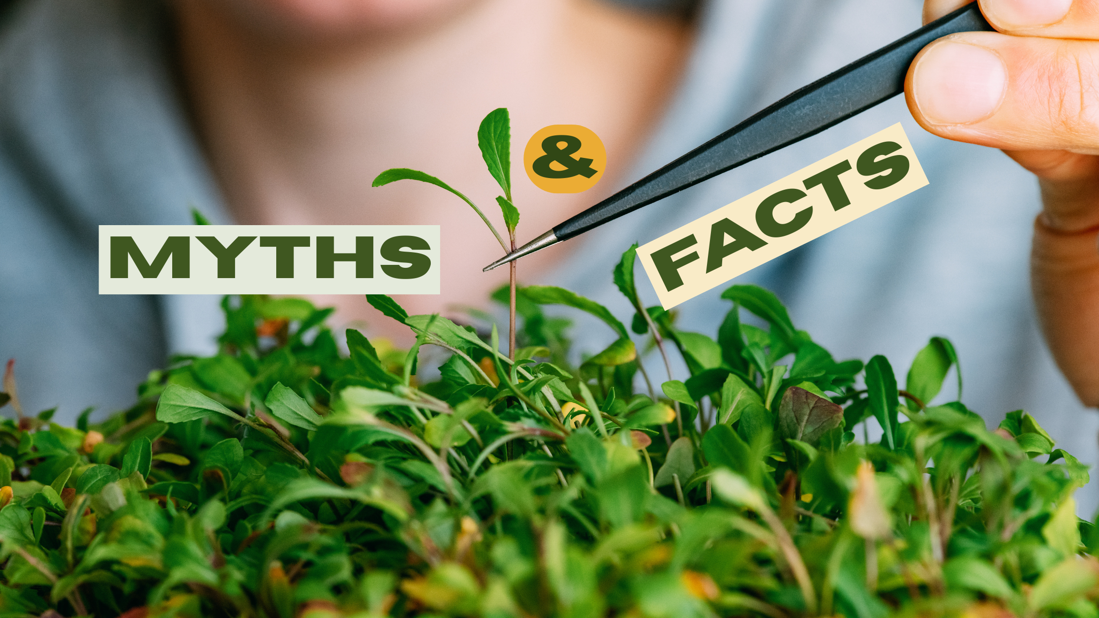 Microgreen Myths vs. Facts: Setting the Record Straight