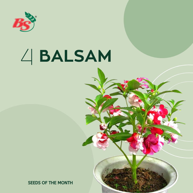Balsam flower seeds