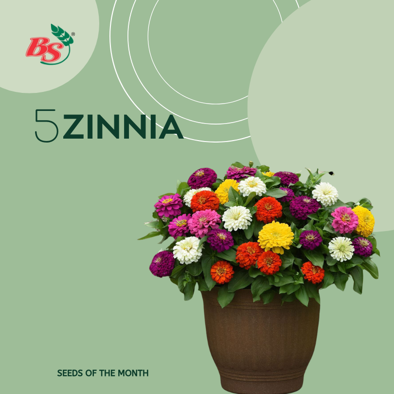 Zinnia mixed flower seeds
