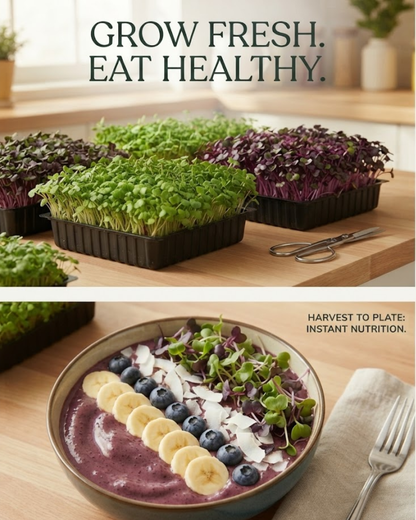 Superfood Power Pack - Microgreen Kit of 4 [Kale Green, Kale Purple, Broccoli, Swiss Chard]