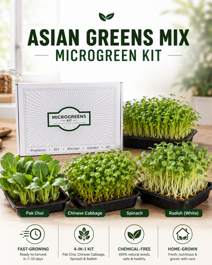 Asian Greens Mix - Microgreen Kit of 4 [ Pak Choi, Chinese Cabbage, Spinach, Radish (White)]