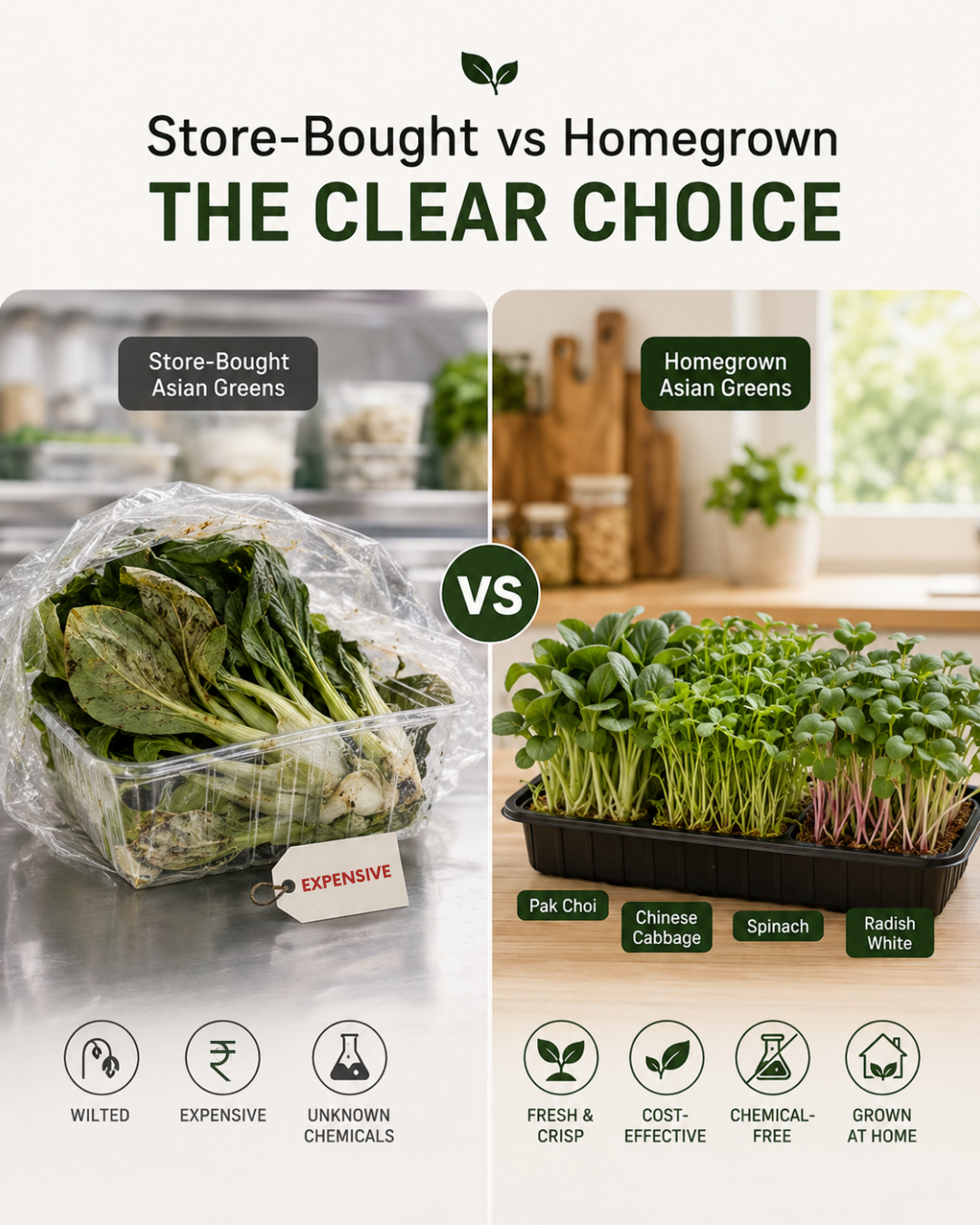 Asian Greens Mix - Microgreen Kit of 4 [ Pak Choi, Chinese Cabbage, Spinach, Radish (White)]