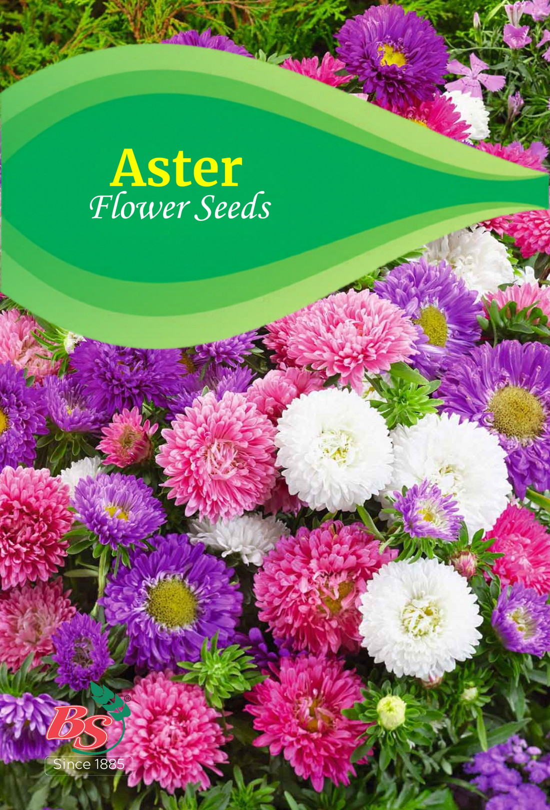 Aster Mixed Seeds