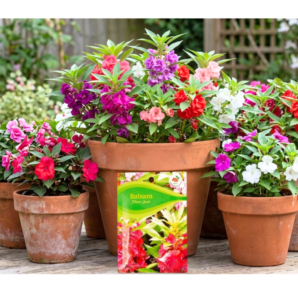Balsam Mixed Seeds