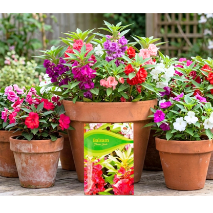 Balsam Mixed Seeds