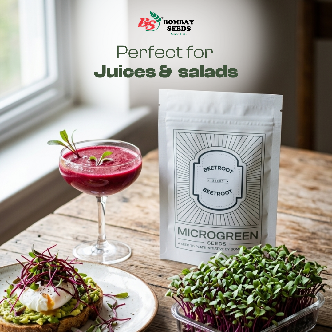 Beetroot Microgreen Seeds (50g)