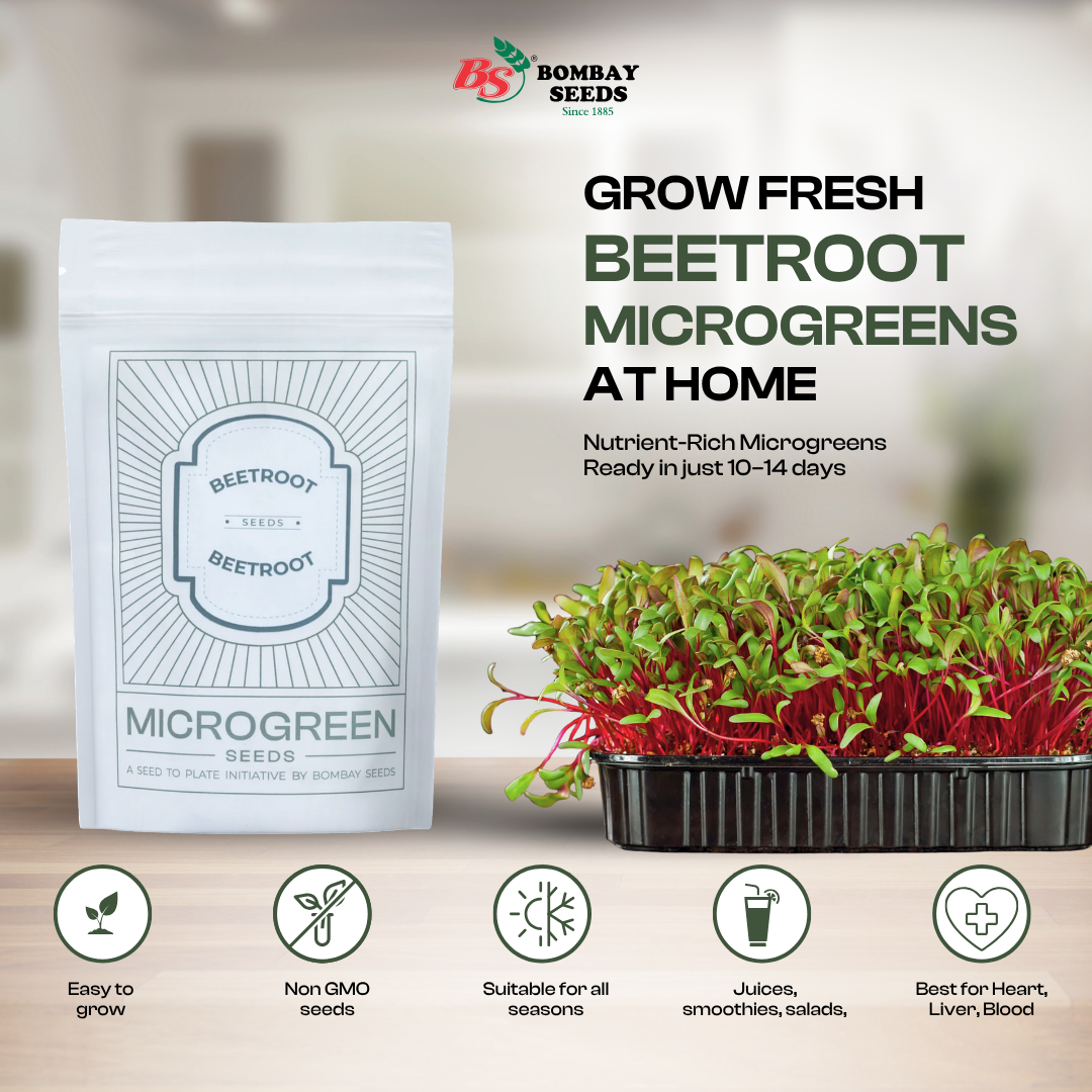 Beetroot Microgreen Seeds (50g)