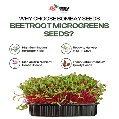 Beetroot Microgreen Seeds (50g)