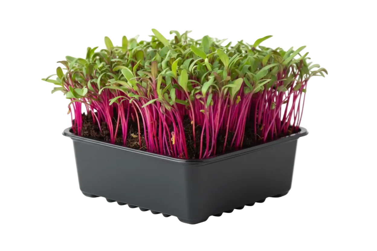 Beetroot Microgreen Seeds (50g)