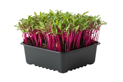 Beetroot Microgreen Seeds (50g)