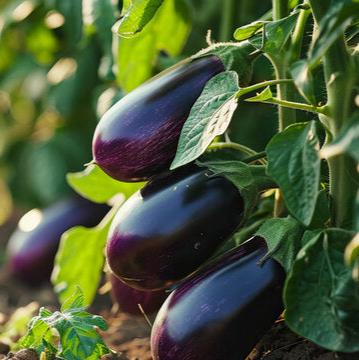 Brinjal Egg plant Seeds -Bombay Seeds