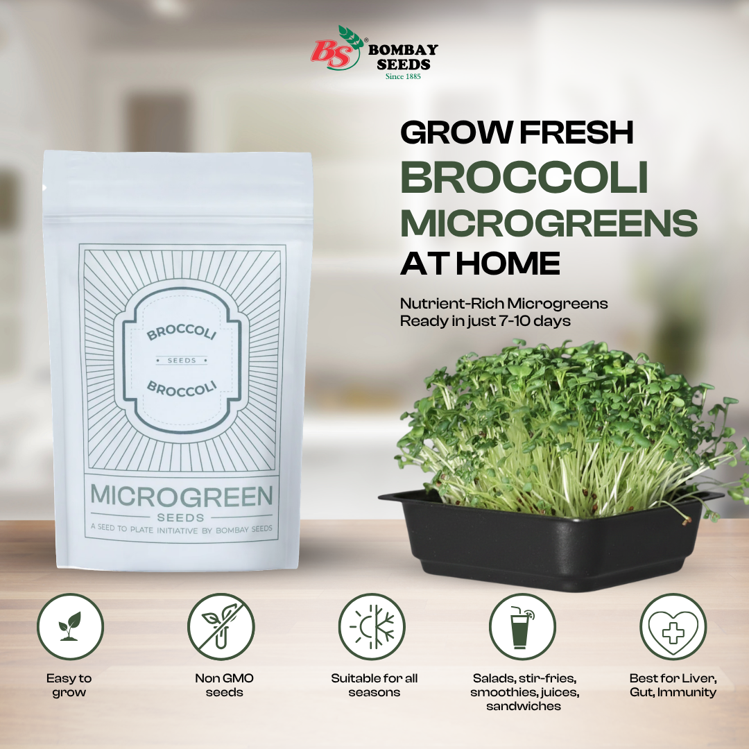 Broccoli Microgreen Seeds (50g)