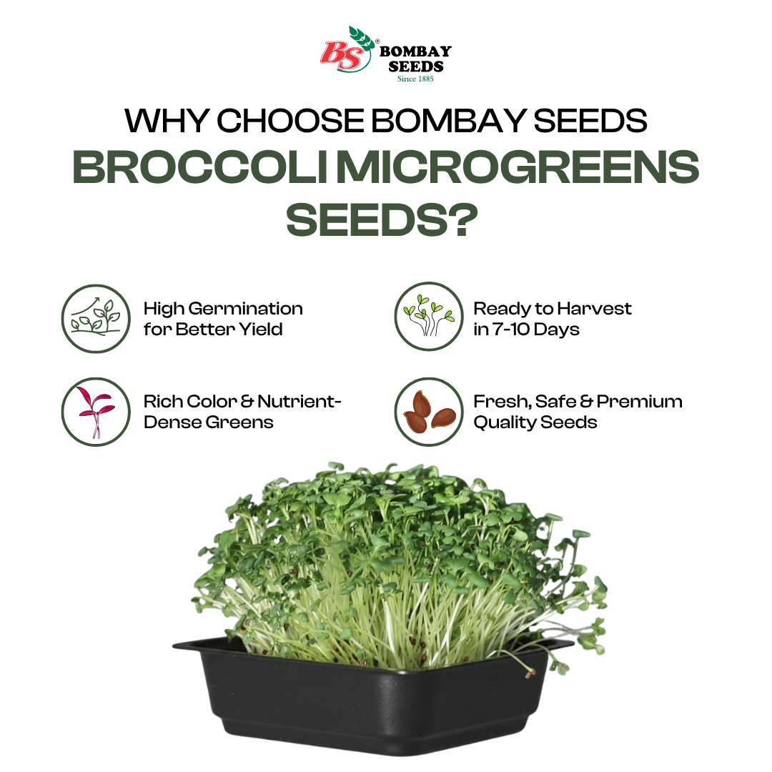 Broccoli Microgreen Seeds (50g)