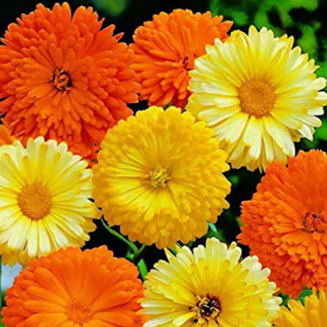 Calendula Bon Bon Mixed Seeds