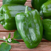 Capsicum Seeds -Bombay Seeds