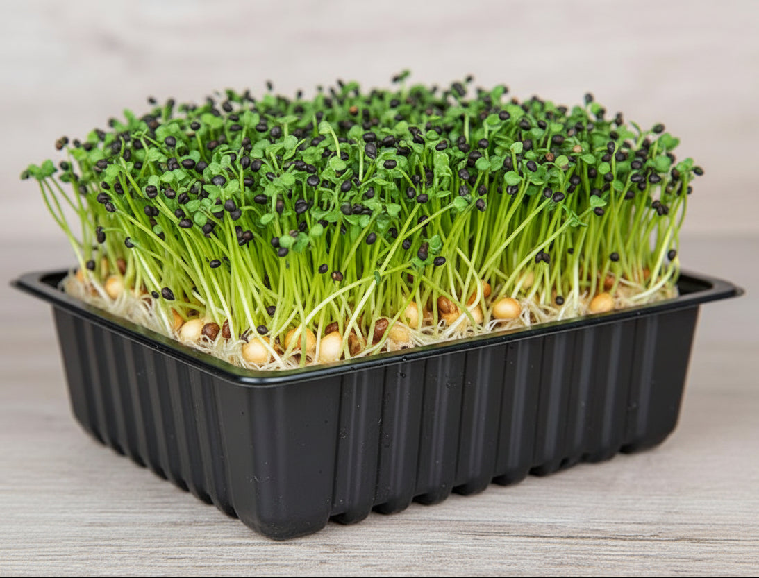Chinese Cabbage Microgreen Seeds (50g)