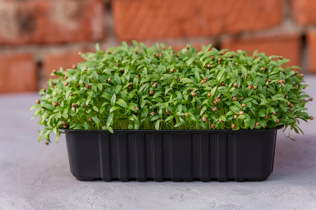 Cilantro Microgreen Seeds (25g)