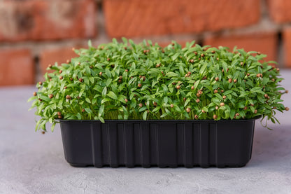 Cilantro Microgreen Seeds (25g)