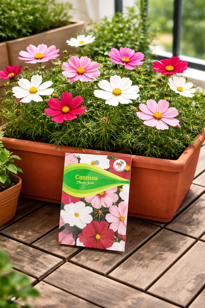 Cosmos Mixed Seeds