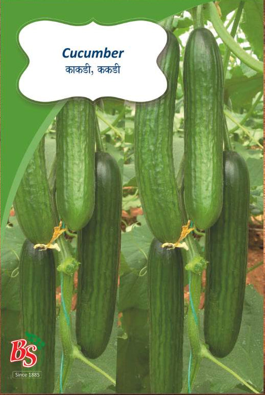 Cucumber Seeds