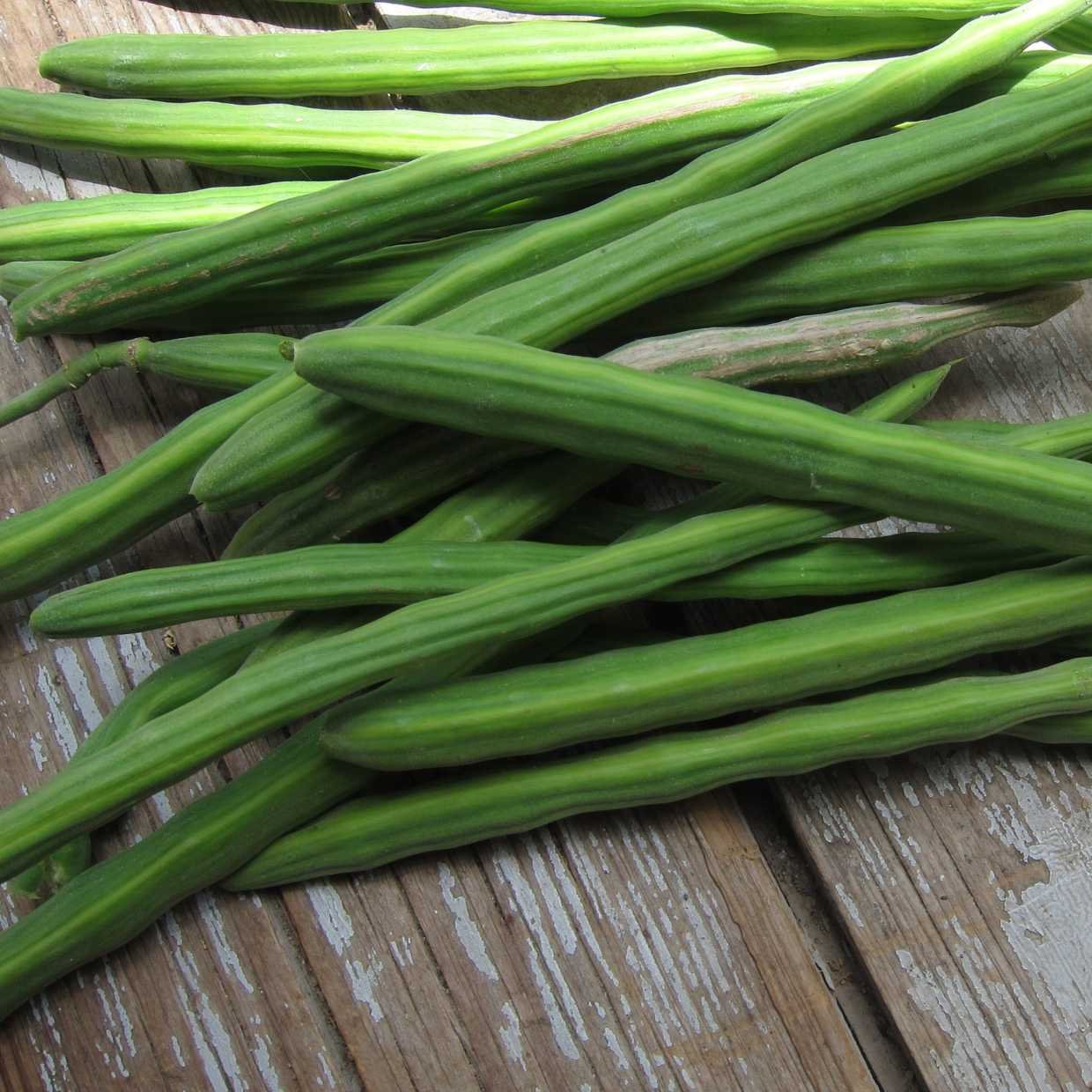 Drum Sticks seeds