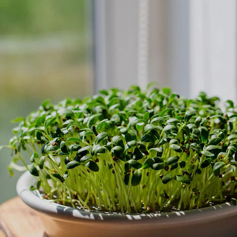   Fenugreek Microgreen Seeds (50g)