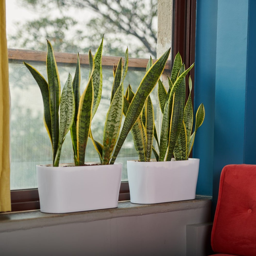 Florida Indoor Planter