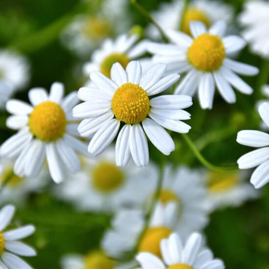 German Chamomile Seeds