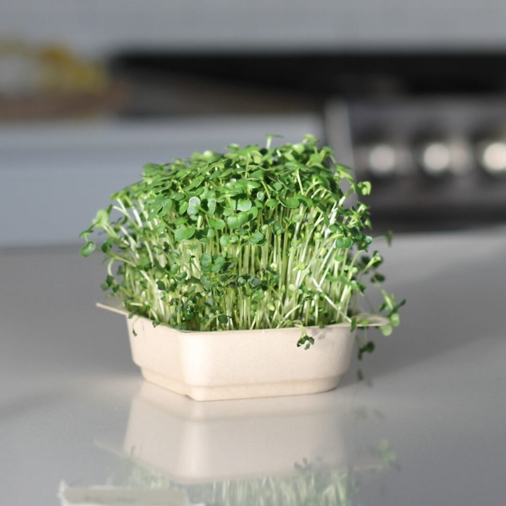Kale Green Microgreen Seeds (50g)