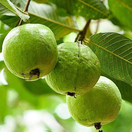 Peru Seed Balls (Pack of 20)