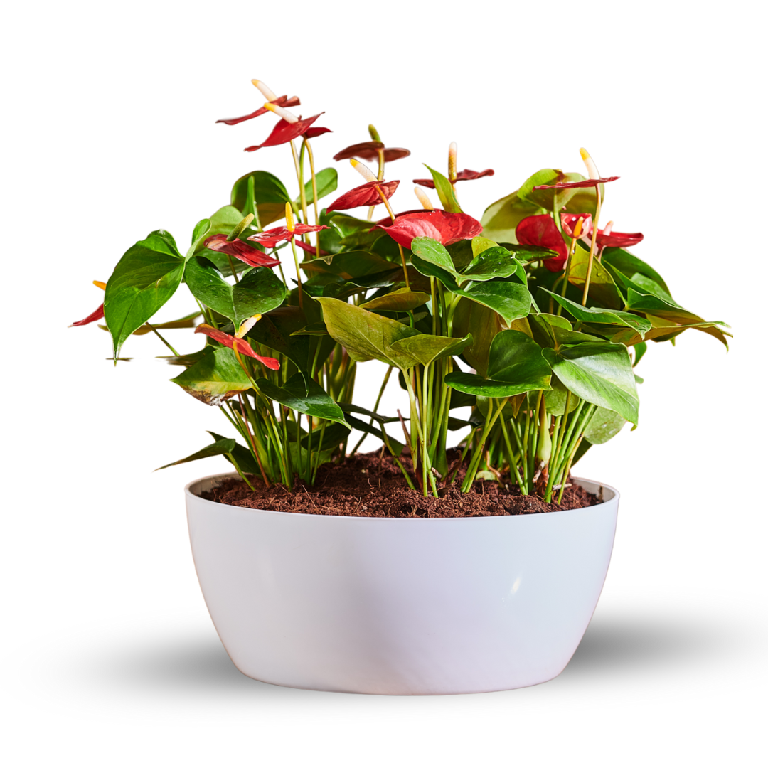 Geneva Planter