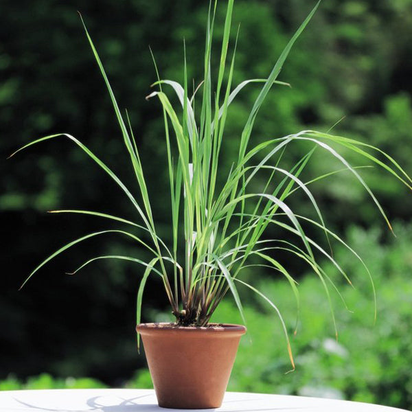 Lemon Grass Seeds